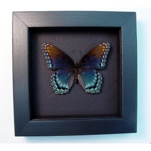 Limenitis Astyanax male Butterfly Red Spotted Purple Real Framed Taxidermy Moonlight Display