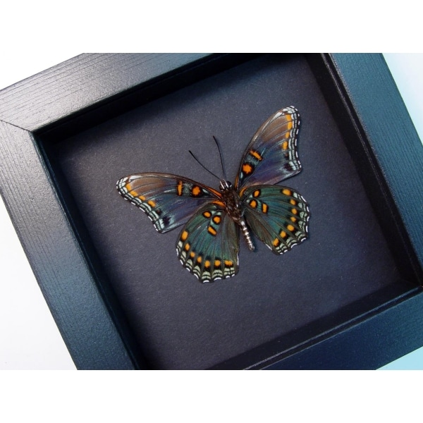 Limenitis Astyanax Male verso Red Spotted Purple Moonlight Display