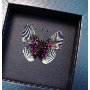 Lyropteryx apollonia verso Metalmark Butterfly Framed Moonlight Display