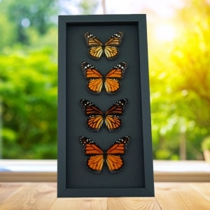 Real Framed Monarch Butterfly Collection Danaus Plexippus Butterflies Taxidermy Moonlight Display