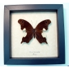 Neorina lowii neophyta Malayan Owl Butterfly Framed Taxidermy Display