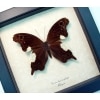Neorina lowii neophyta Malayan Owl Butterfly Framed Taxidermy Display