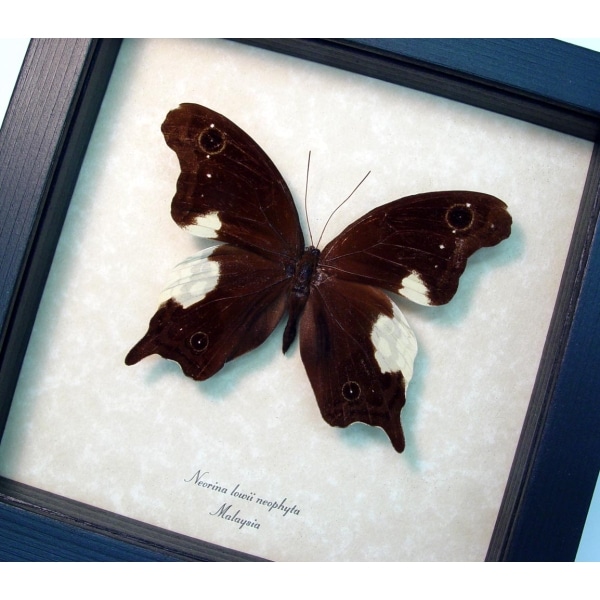 Neorina lowii neophyta Malayan Owl Butterfly Framed Taxidermy Display