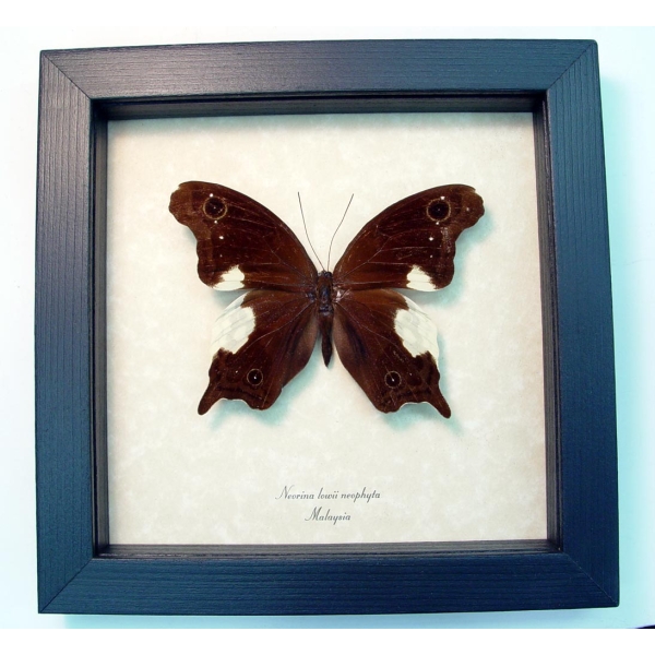 Neorina lowii neophyta Malayan Owl Butterfly Framed Taxidermy Display