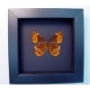 Oxeoschistus pronax Verso Orange Satyridae Butterfly Framed Taxidermy Moonlight Display