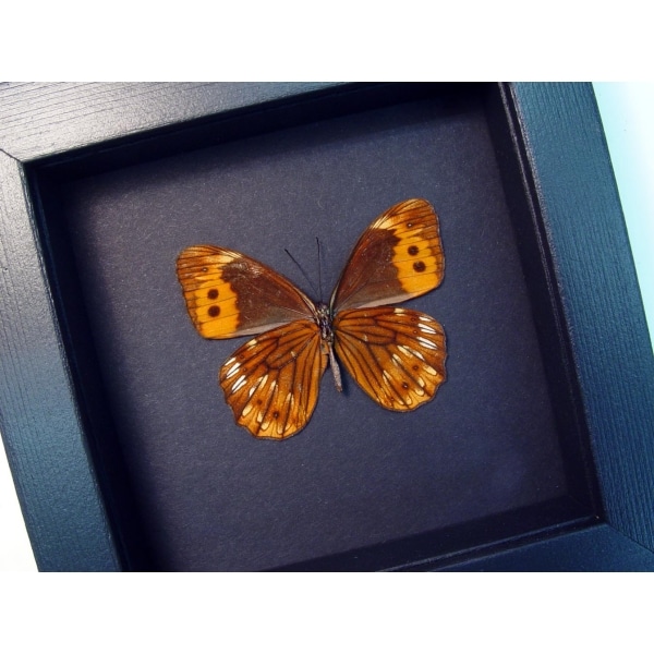 Oxeoschistus pronax Verso Orange Satyridae Butterfly Framed Taxidermy Moonlight Display