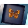 Oxeoschistus pronax Verso Orange Satyridae Butterfly Framed Taxidermy Moonlight Display