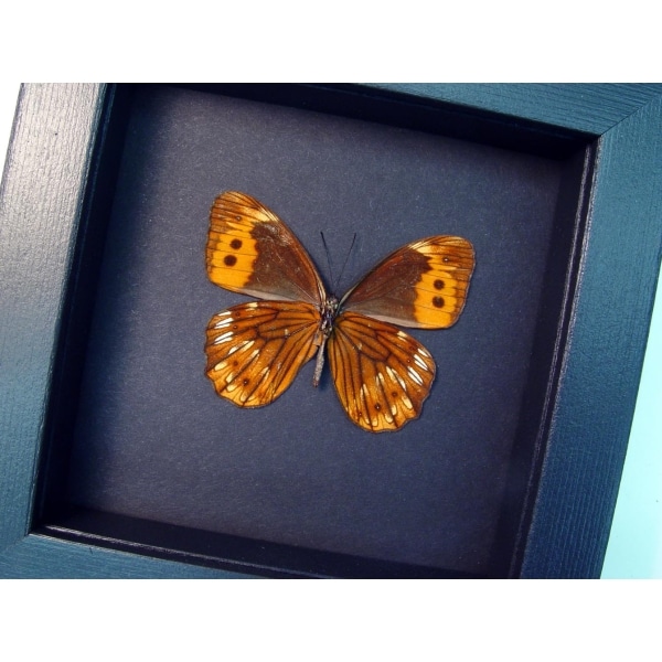Oxeoschistus pronax Verso Orange Satyridae Butterfly Framed Taxidermy Moonlight Display