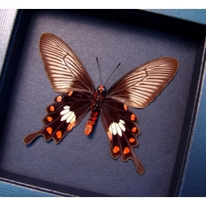 Pachlioptera aristolochile Common Rose Butterfly Moonlight Display Framed Taxidermy