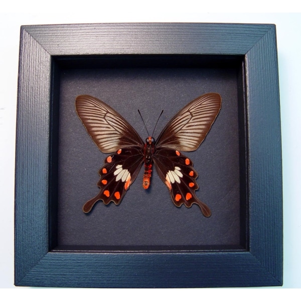 Pachlioptera aristolochile Common Rose Butterfly Moonlight Display Framed Taxidermy