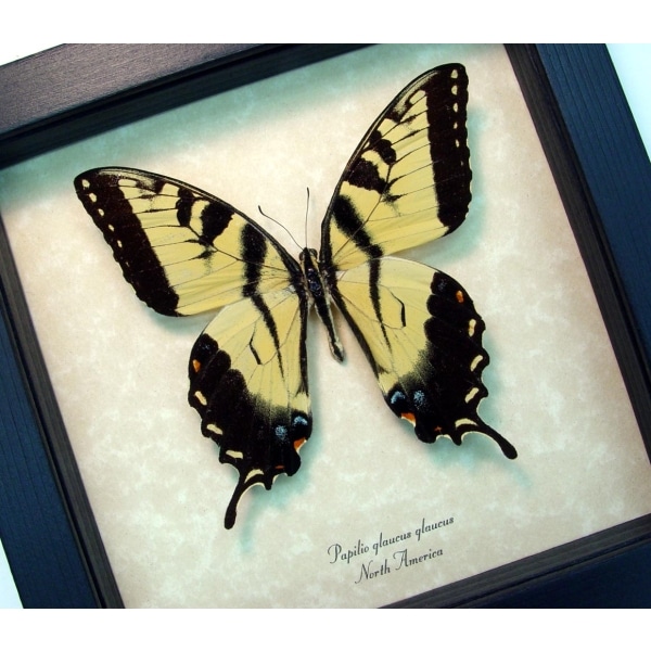Papilio Glaucus Tiger Swallowtail Butterfly Framed Taxidermy Display