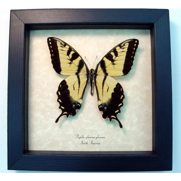 Papilio Glaucus Tiger Swallowtail Butterfly Framed Taxidermy Display