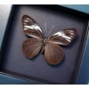 Pereute telthusa Black Ghost Butterfly Moonlight Display Framed Taxidermy