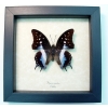 Real Framed Blue Butterfly Polyura cognatus Taxidermy Display