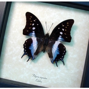 Real Framed Blue Butterfly Polyura cognatus Taxidermy Display