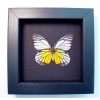 Prioneris philonome Butterfly Red spot Sawtooth Framed Taxidermy Moonlight Display