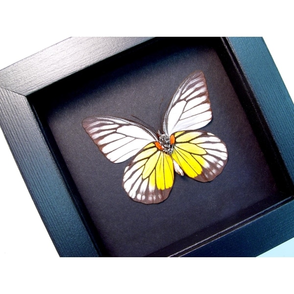 Prioneris philonome Butterfly Red spot Sawtooth Framed Taxidermy Moonlight Display