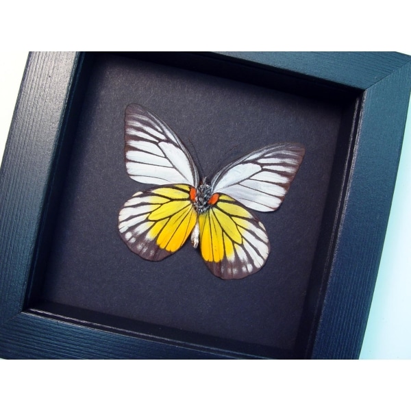 Prioneris philonome Butterfly Red spot Sawtooth Framed Taxidermy Moonlight Display