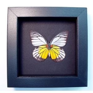 Prioneris philonome Butterfly Red spot Sawtooth Framed Taxidermy Moonlight Display