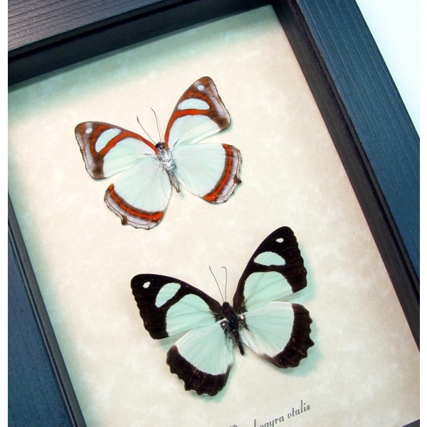 Mint Blue Framed Butterflies Pyrrhogyra otalais pair Taxidermy Display