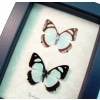 Mint Blue Framed Butterflies Pyrrhogyra otalais pair Taxidermy Display