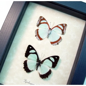 Mint Blue Framed Butterflies Pyrrhogyra otalais pair Taxidermy Display