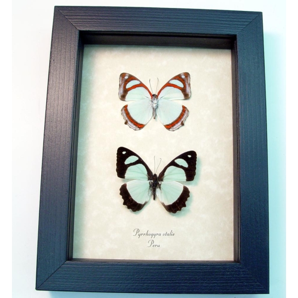 Mint Blue Framed Butterflies Pyrrhogyra otalais pair Taxidermy Display