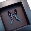 Rhetus arcius Blue Swallowtail Butterfly Framed Moonlight Display