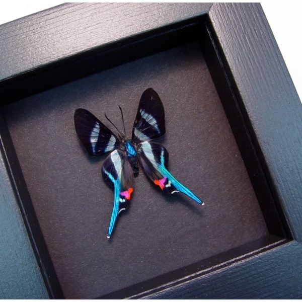 Rhetus arcius Blue Swallowtail Butterfly Framed Moonlight Display