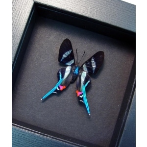 Rhetus arcius Blue Swallowtail Moonlight Display