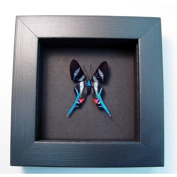 Rhetus arcius Blue Swallowtail Butterfly Framed Moonlight Display
