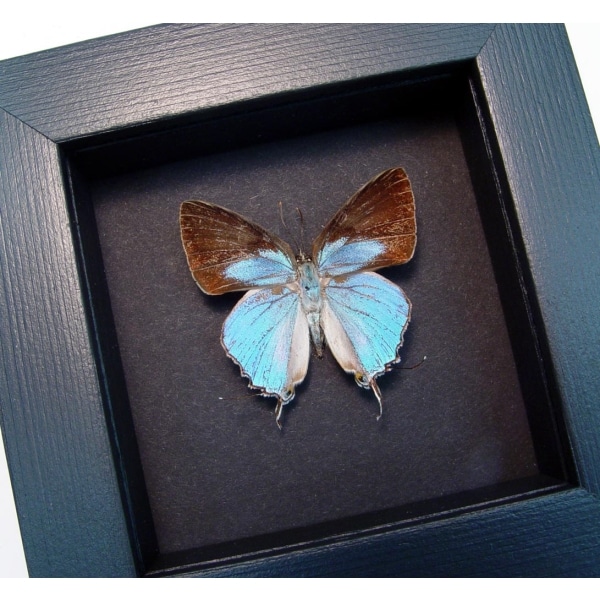 Tajuria cyrillus Male Blue Swallowtail Butterfly Moonlight Display