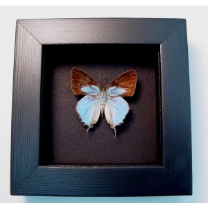 Tajuria cyrillus Male Blue Swallowtail Butterfly Moonlight Display