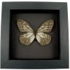 Calinaga buddha Himalayas Butterfly Moonlight Display Framed Taxidermy