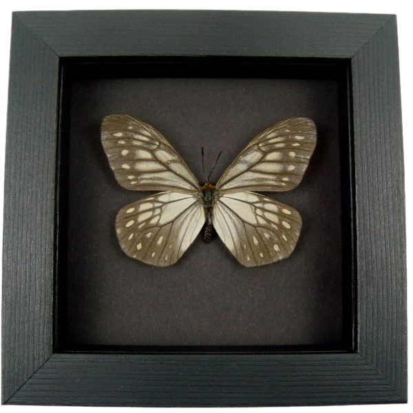 Calinaga buddha Himalayas Butterfly Moonlight Display Framed Taxidermy