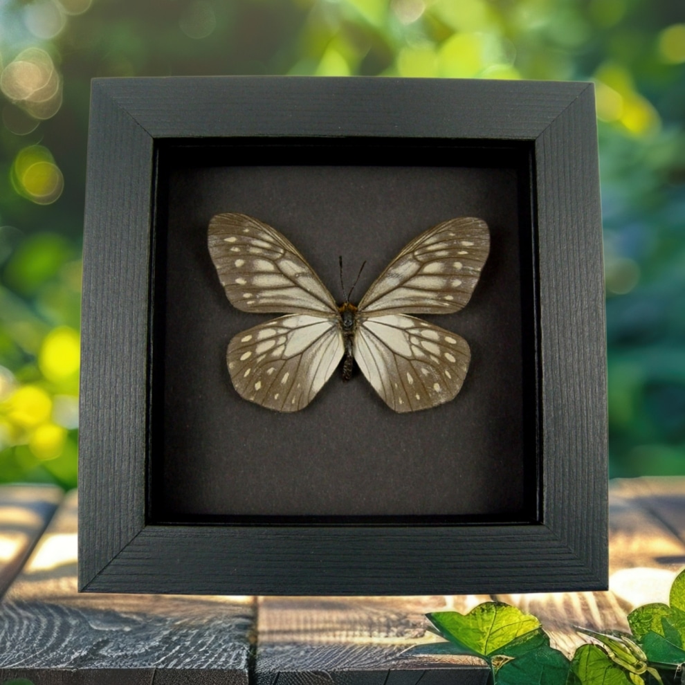 Calinaga buddha Himalayas Butterfly Moonlight Display Framed Taxidermy