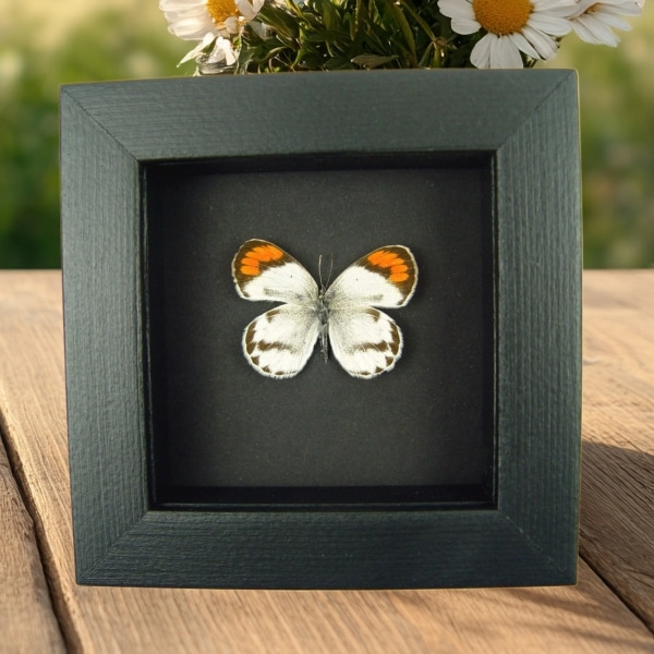 Colotis species Orange Tip African Butterfly Moonlight Display Framed Taxidermy