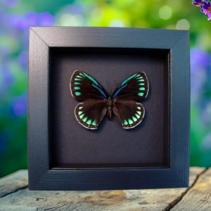 Eumaeus childrenae Female Blue Green Butterfly Moonlight Display Framed Taxidermy