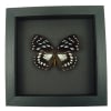 Euxanthe eurinome Common Forest Queen Butterfly Framed Taxidermy Moonlight Display