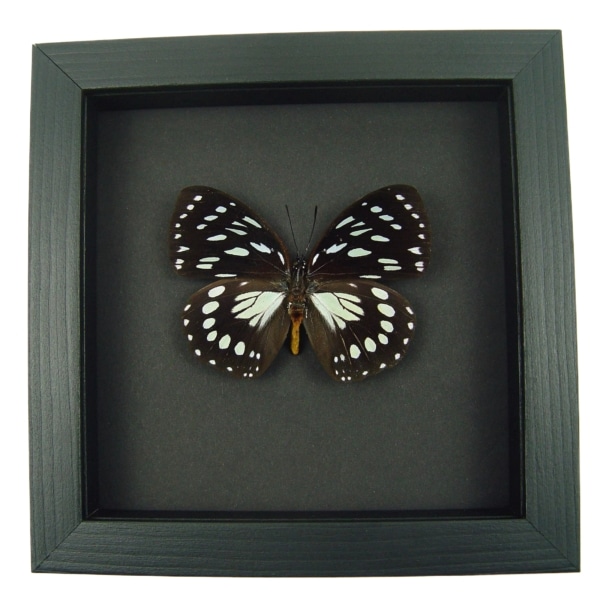 Euxanthe eurinome Common Forest Queen Butterfly Framed Taxidermy Moonlight Display