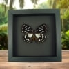 Euxanthe eurinome Common Forest Queen Butterfly Framed Taxidermy Moonlight Display