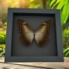 Morpho Telemachus foucheri Golden Morpho Butterfly Moonlight Display Framed Taxidermy