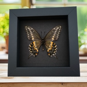 Framed Butterfly Eastern Black Swallowtail Taxidermy Moonlight Display