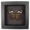 Pereute telthusa Black Ghost Butterfly Moonlight Display Framed Taxidermy