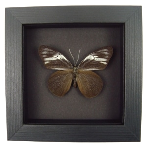 Pereute telthusa Black Ghost Butterfly Moonlight Display Framed Taxidermy