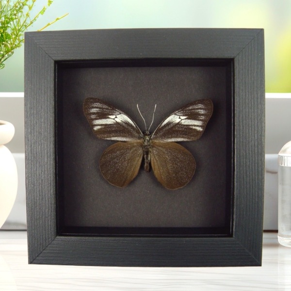 Pereute telthusa Black Ghost Butterfly Moonlight Display Framed Taxidermy