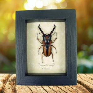 Prosopocoilus savagei African Stag Beetle Framed Taxidermy Display