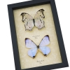 Mother of Pearl Butterflies Framed Butterfly Mother's Day Gift