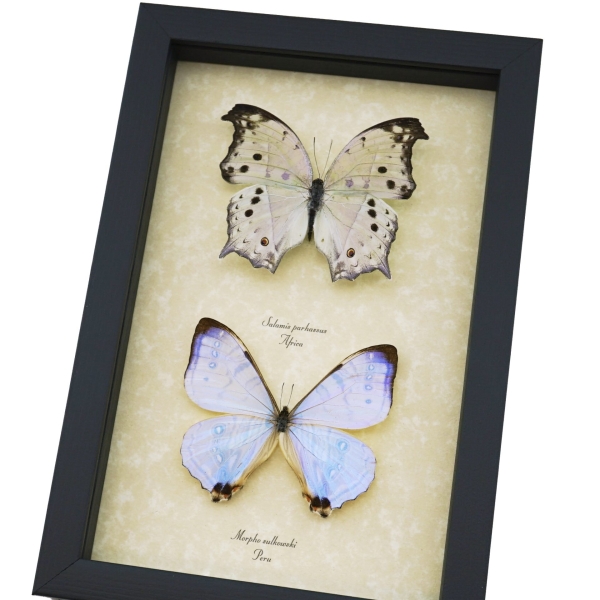 Mother of Pearl Butterflies Framed Butterfly Mother's Day Gift