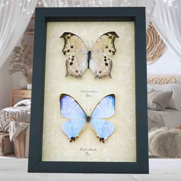 Mother of Pearl Butterfly Set Framed Butterflies Morpho Sulkowski Salamis Parhassus